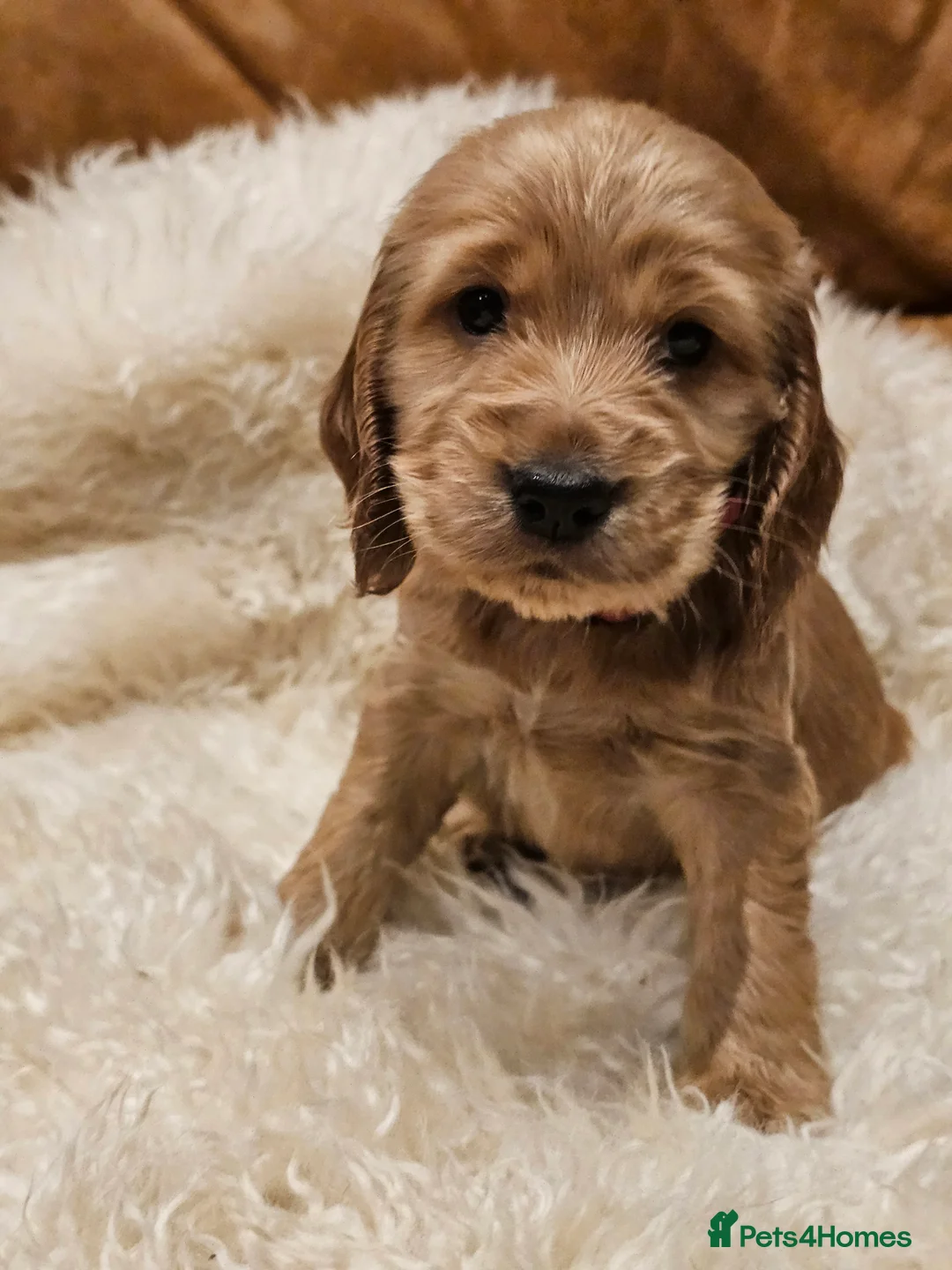 Cocker Spaniel dogs for sale: 5* Show Type Cocker Spaniels Villaspaniol Lines - Advert 35