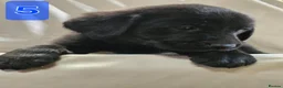 Labrador Retriever dogs for sale: Beautiful Black & Golden Labrador Puppies  - Advert 14