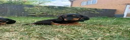 Mixed Breed dogs for sale: 🐾 Mini Bassets 🐾 - Advert 21