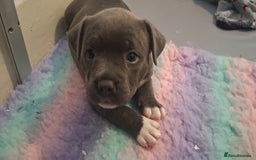 Staffordshire Bull Terrier dogs for sale: Blue Staffordshire Bull Terrier Puppies - Image 16