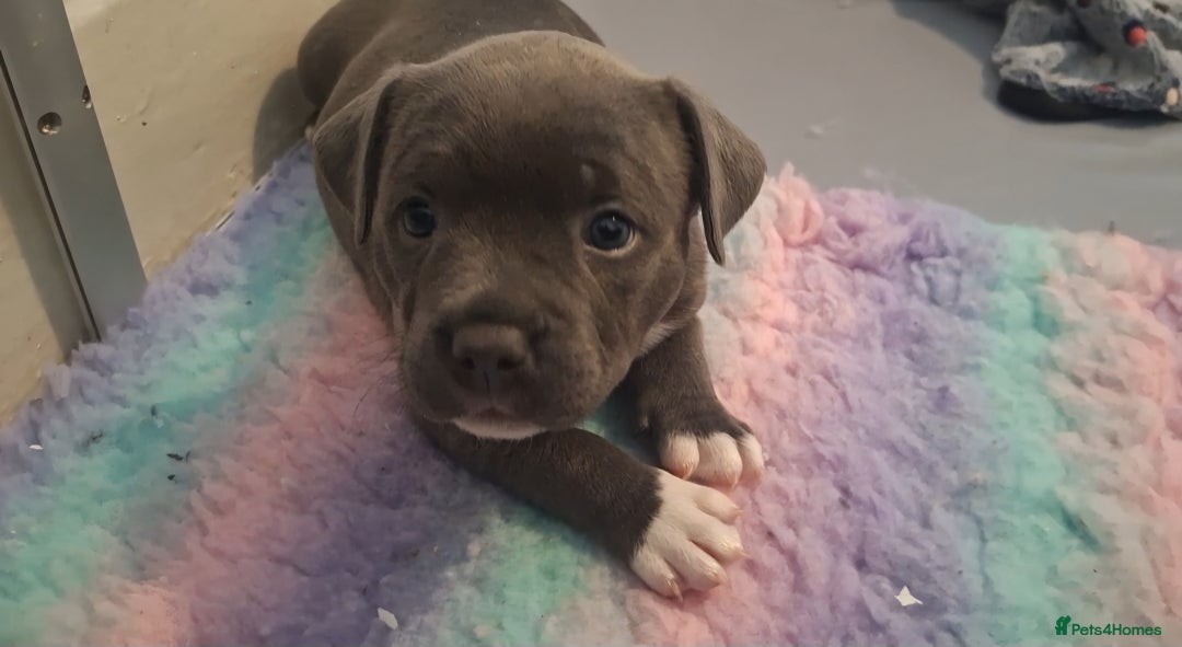Staffordshire Bull Terrier dogs for sale: Blue Staffordshire Bull Terrier Puppies - Image 16