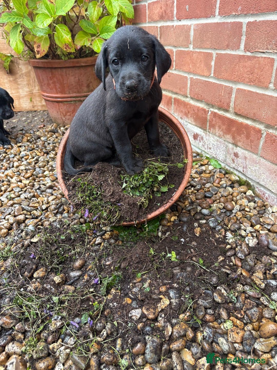 Labrador Retriever dogs for sale: 1 Girl left. Ready to leave Now!  - Image 2