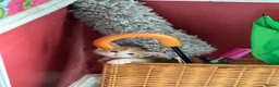 Mixed Breed cats for sale: Lovely, friendly kittens - Advert 4