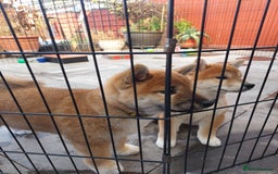 Japanese Shiba Inu dogs for sale: Home reared boys - Image 1