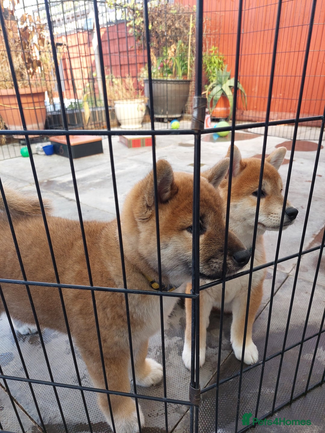 Japanese Shiba Inu dogs for sale: Home reared boys - Image 1