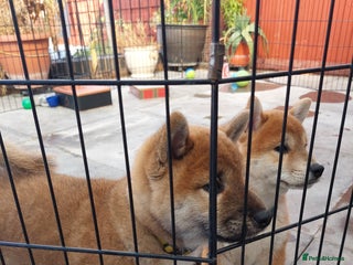 Japanese Shiba Inu dogs - Advert 30