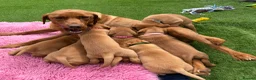 Labrador Retriever dogs for sale: Gorgeous dark Fox Red Pedigree Labs - Advert 1