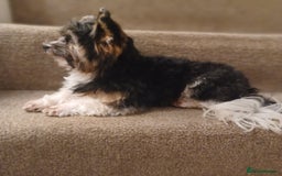 Biewer Terrier dogs for stud: Purebred Pedigree Biewer Terrier Stud in Merthyr Tydfil - Image 5