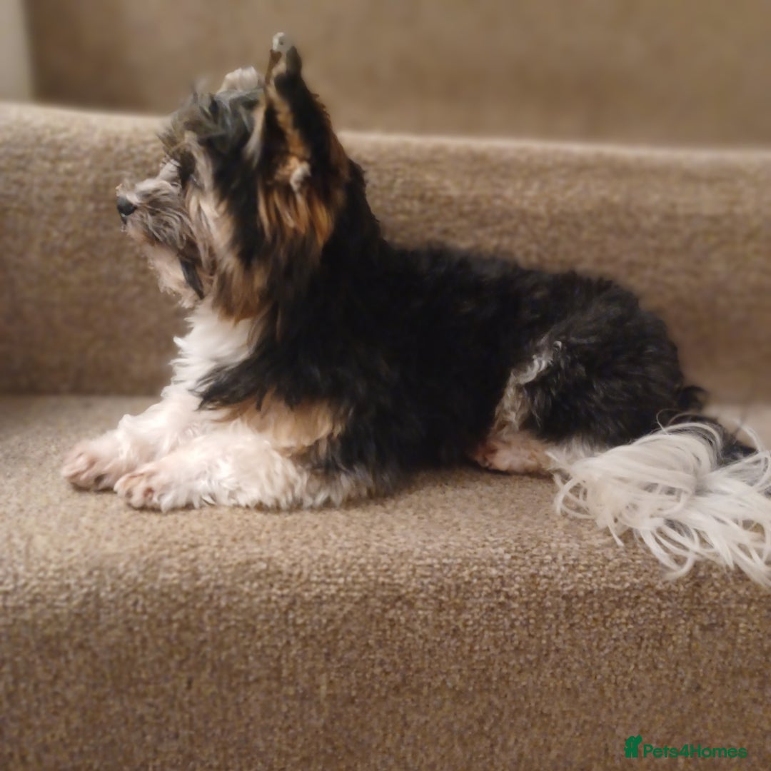 Biewer Terrier dogs for stud: Purebred Pedigree Biewer Terrier Stud in Merthyr Tydfil - Image 5