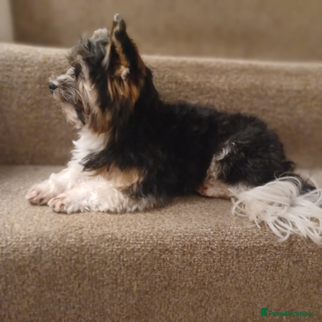 Biewer Terrier dogs for stud: Purebred Pedigree Biewer Terrier Stud in Merthyr Tydfil - Advert 5