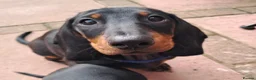 Dachshund dogs for sale: Beautiful Mini Dachshund Puppies - Advert 3