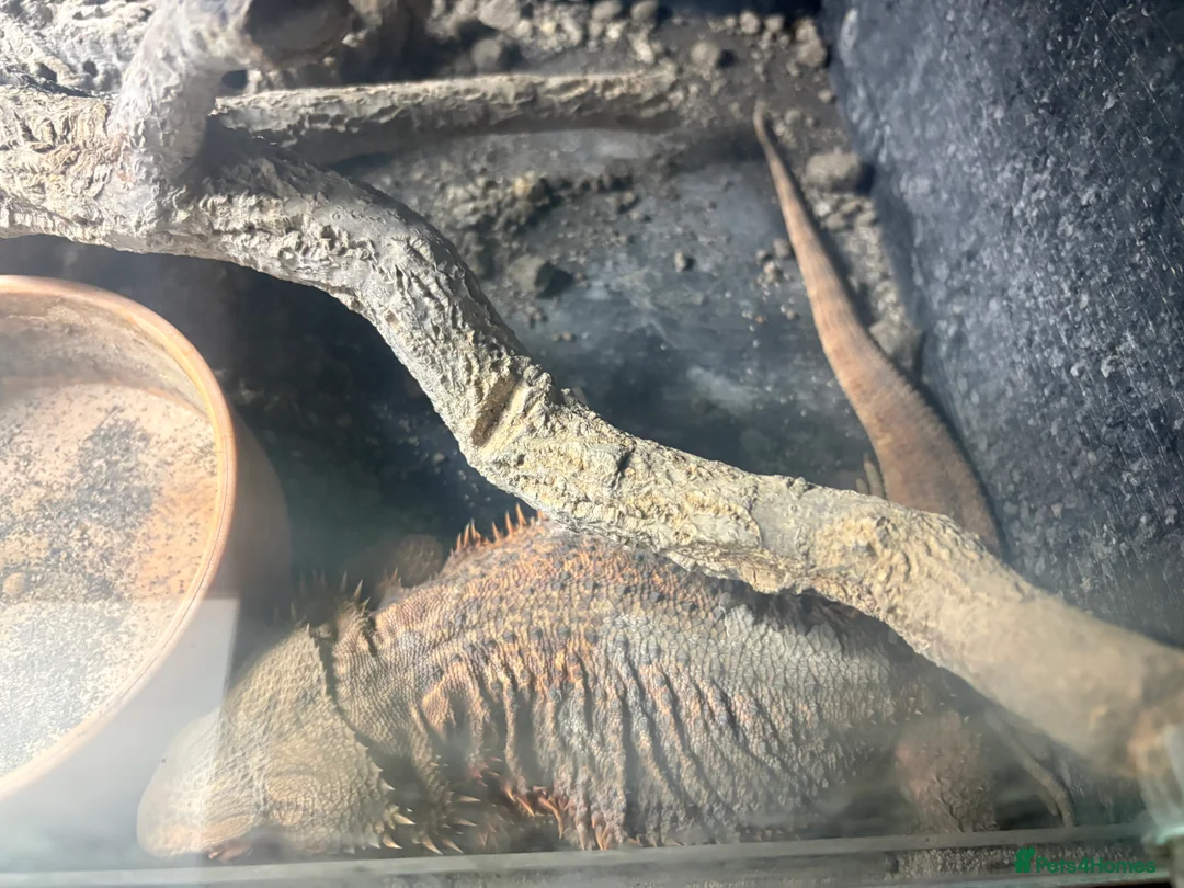 Bearded Dragon reptiles for sale: 1bearded dragon 2years of age WITH ENCLOSURE - Advert 3