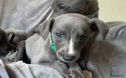 Whippet dogs for sale: Beautiful KC Reg Blue Whippet puppies - Image 23