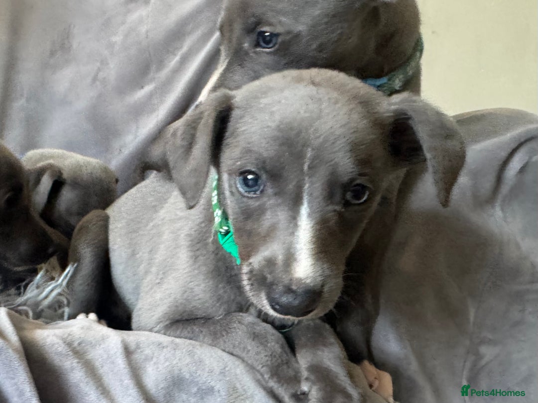 Whippet dogs for sale: Beautiful KC Reg Blue Whippet puppies - Image 23