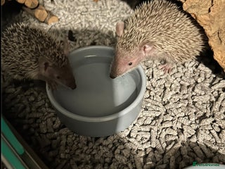 Pygmy Hedgehog rodents - Advert 9