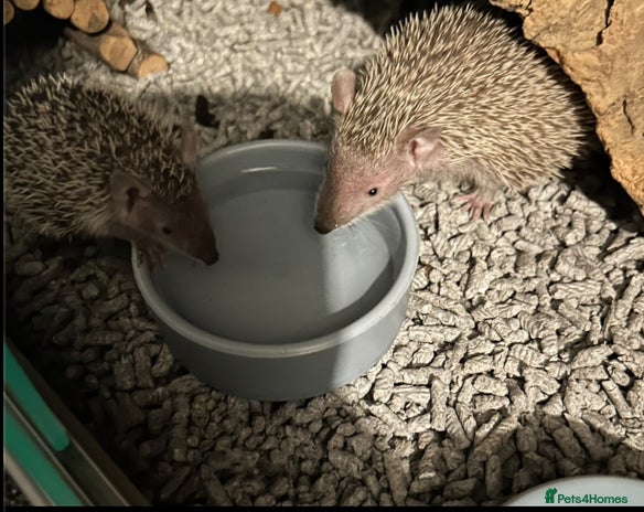 Pygmy Hedgehog rodents - Advert 6