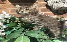 Maine Coon cats for sale: Maine coone kittens - Image 12