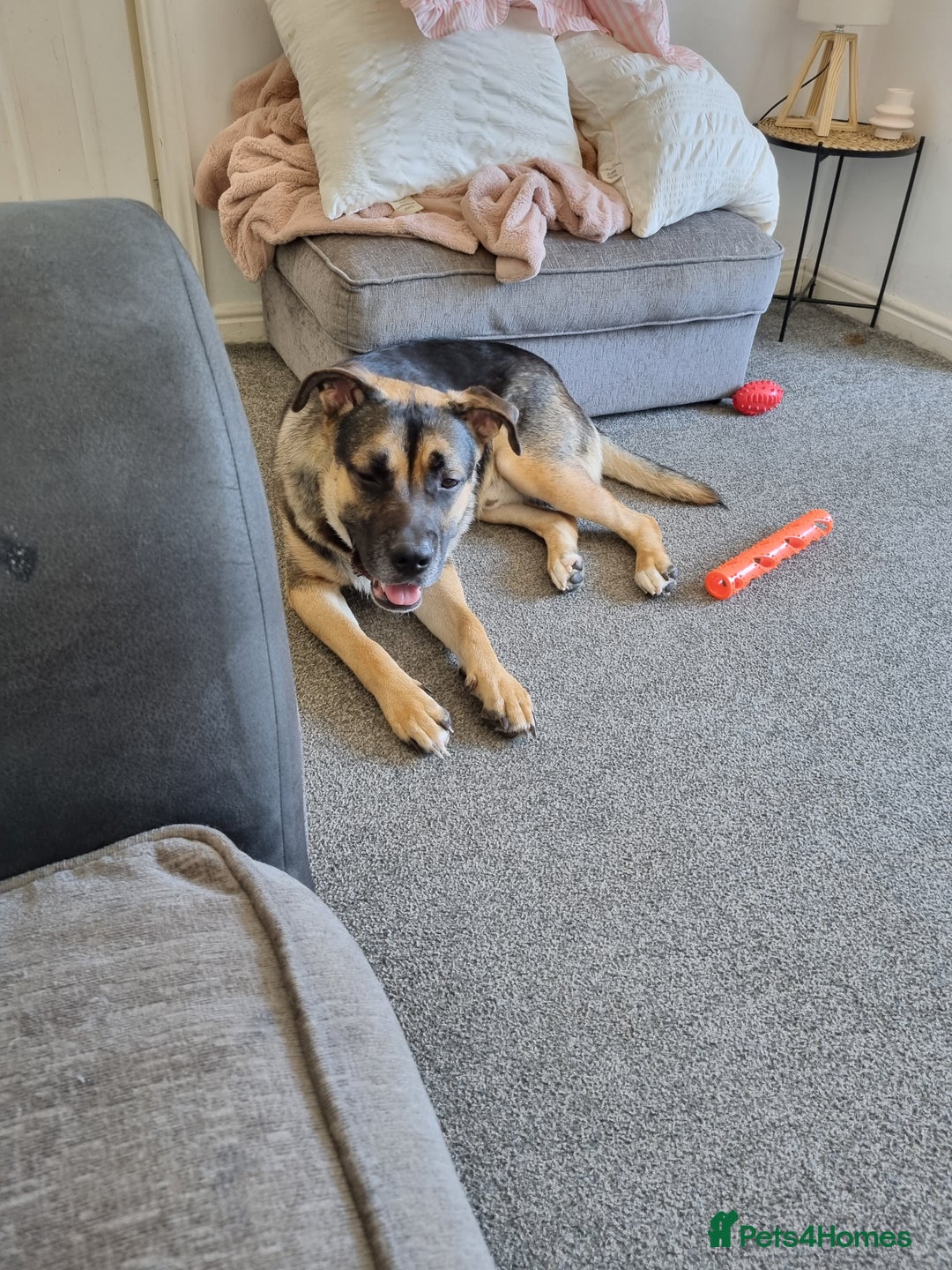 Mixed Breed dogs for sale: German shepherd X - Image 5