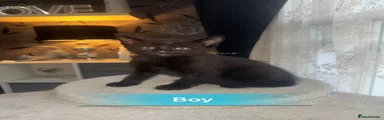Mixed Breed Kitten 1