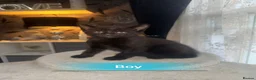 Mixed Breed cats for sale: 4 beautiful kittens for sale  in Bristol - Advert 8