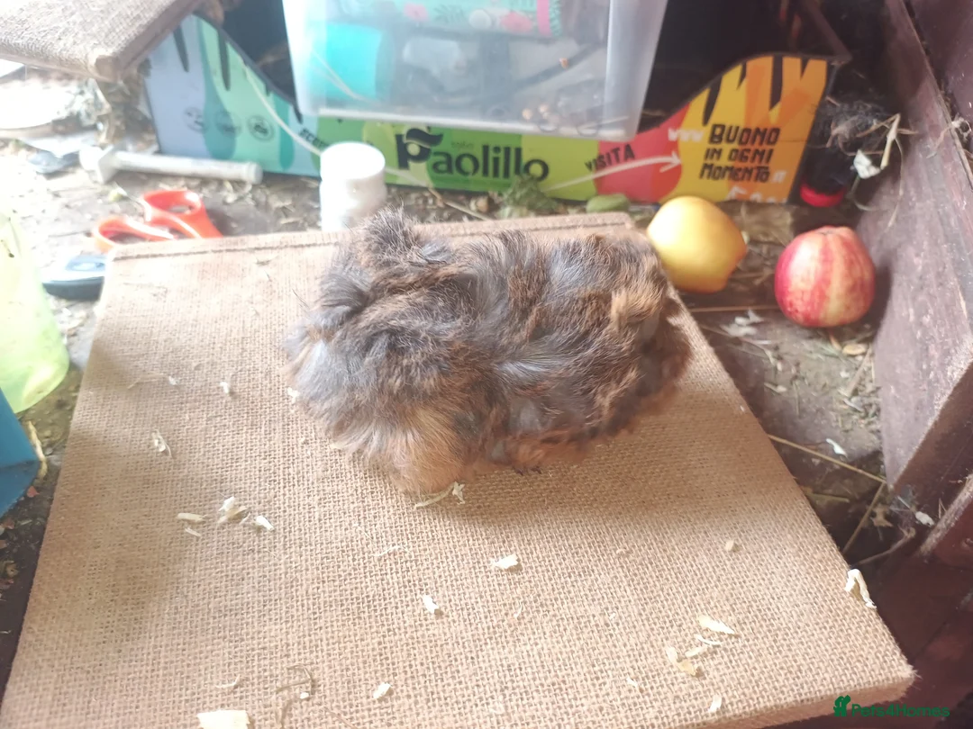 Guinea Pig rodents for sale: Longhaired baby sows - Advert 2