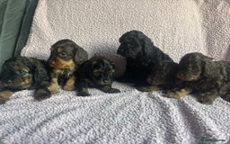 Cavapoo dogs for sale: ⭐️CAVAPOO F1B PUPPIES⭐️ - Image 1