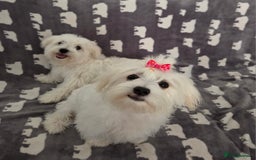 Maltese dogs for sale: KC Reg*Champion Bloodline Maltese Puppy in Wakefield - Image 8