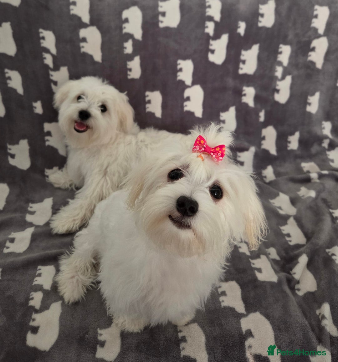 Maltese dogs for sale: KC Reg*Champion Bloodline Maltese Puppy in Wakefield - Image 8