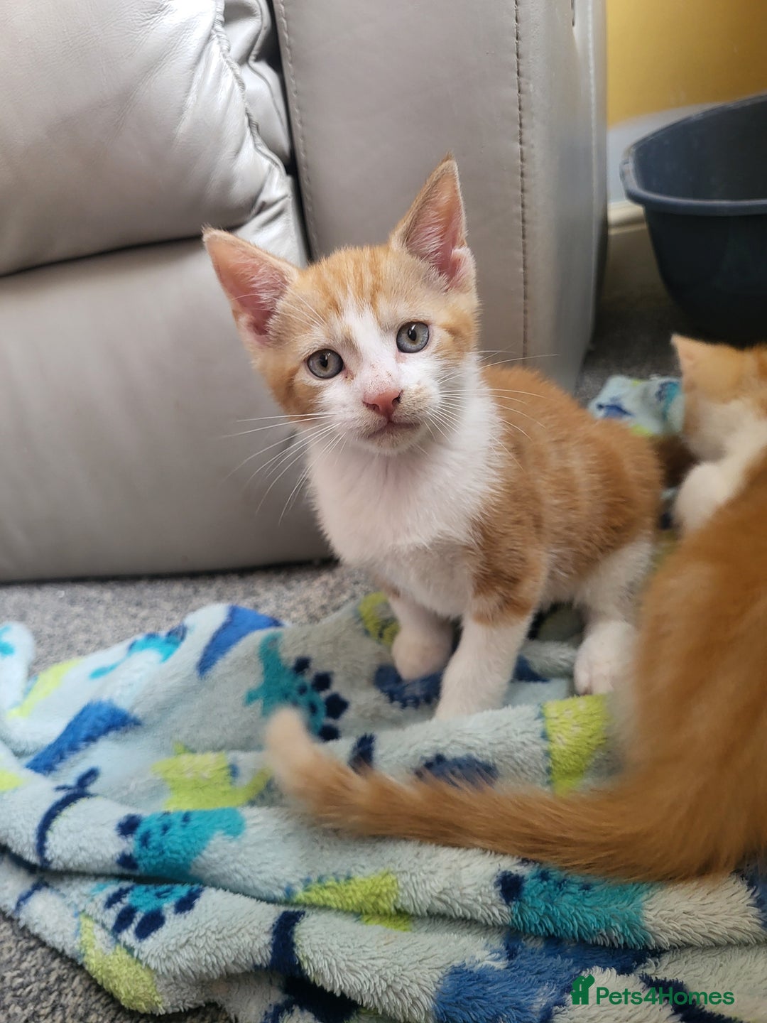 Mixed Breed cats for sale: 2 ginger kittens  - Image 1
