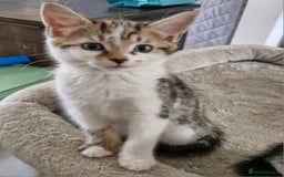 Mixed Breed cats for sale: READY NOW  - Image 2