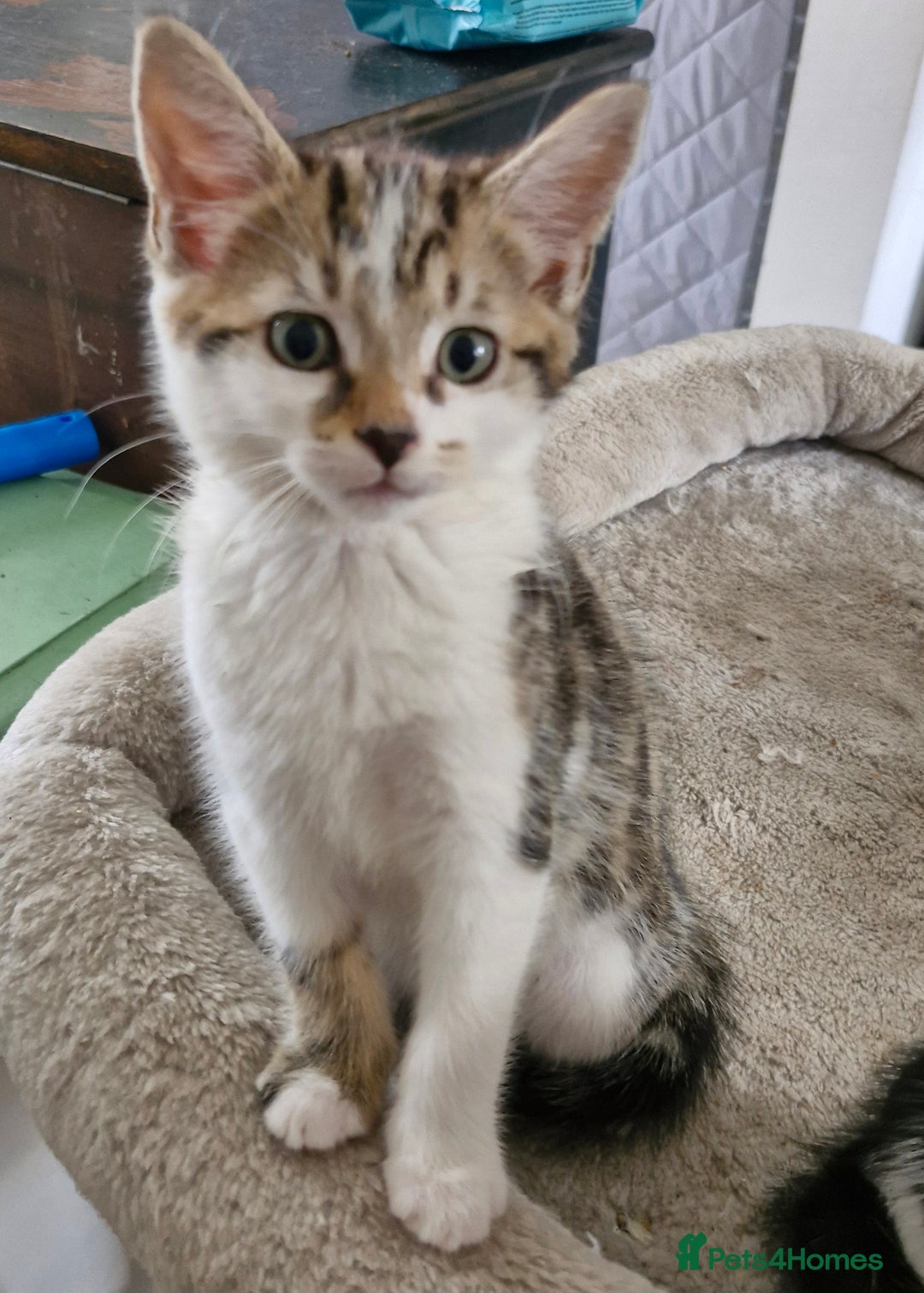 Mixed Breed cats for sale: READY NOW  - Image 2