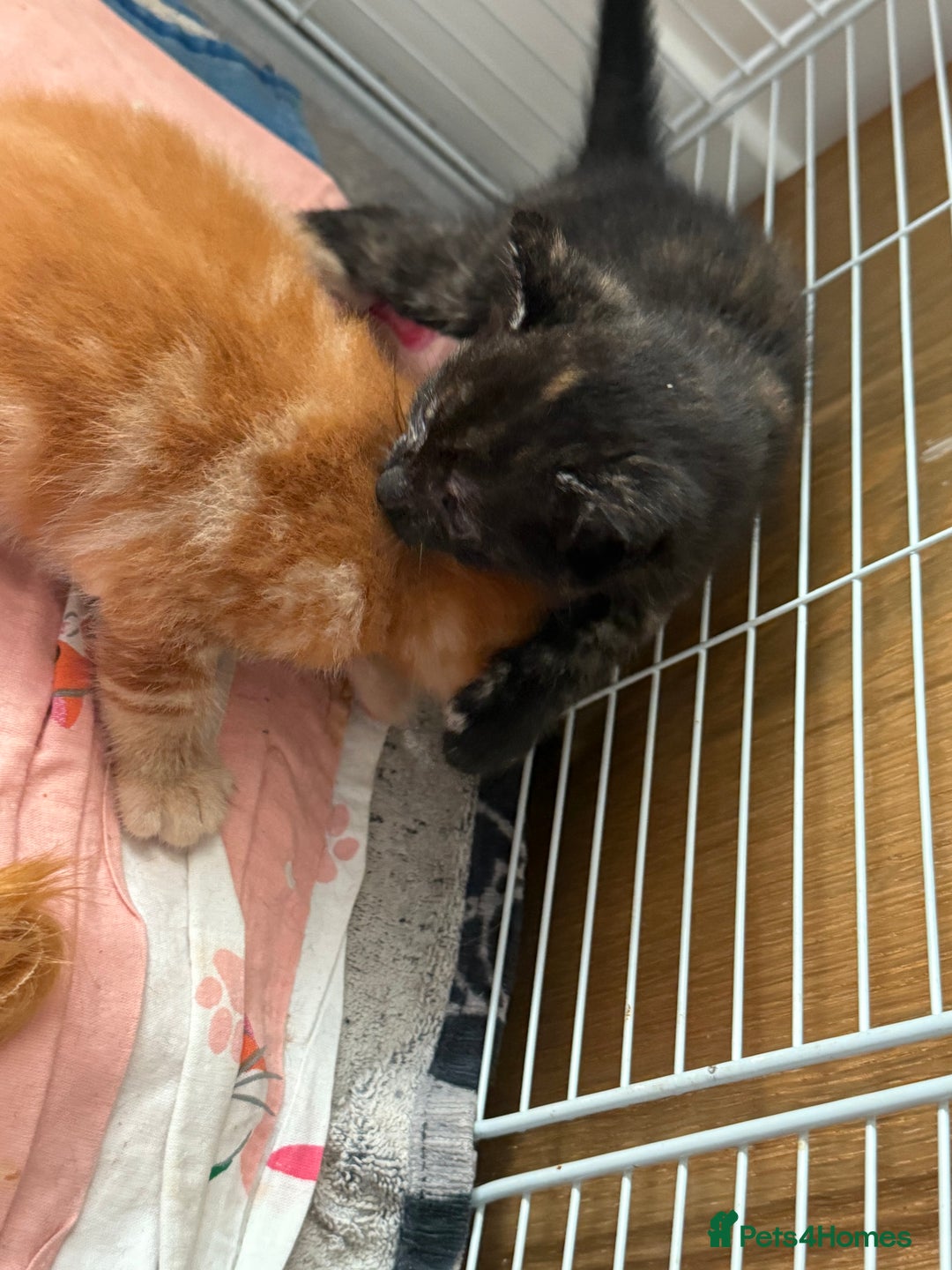 Mixed Breed cats for sale: 2 girl kittens  - Image 6
