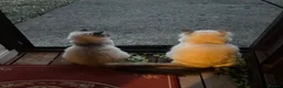 Ragdoll cats for sale: Two girls and one Boy ragdoll kittens ready to go in Swansea - Advert 4