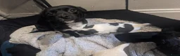 Mixed Breed dogs for sale: PomchixPatterjack pups - Advert 5