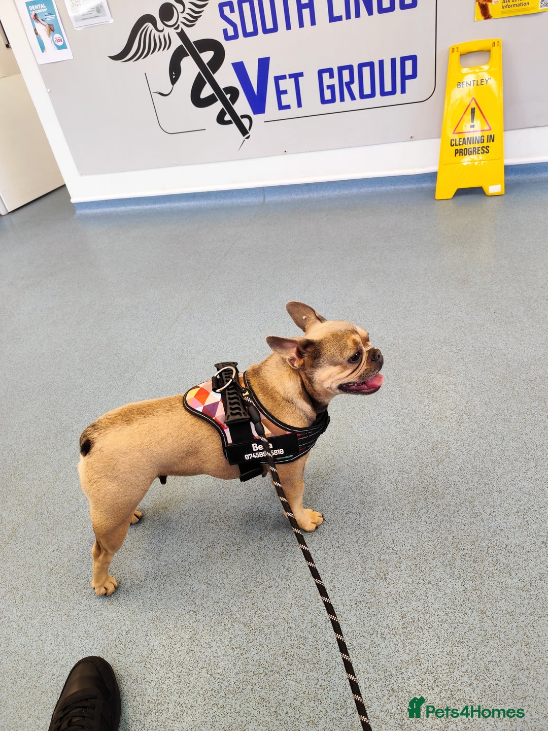 French Bulldog dogs for sale: Bulldog franch  - Image 4