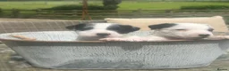 Parson Russell dogs for sale: Parson Russell Terrier Pups in Grantham - Advert 3