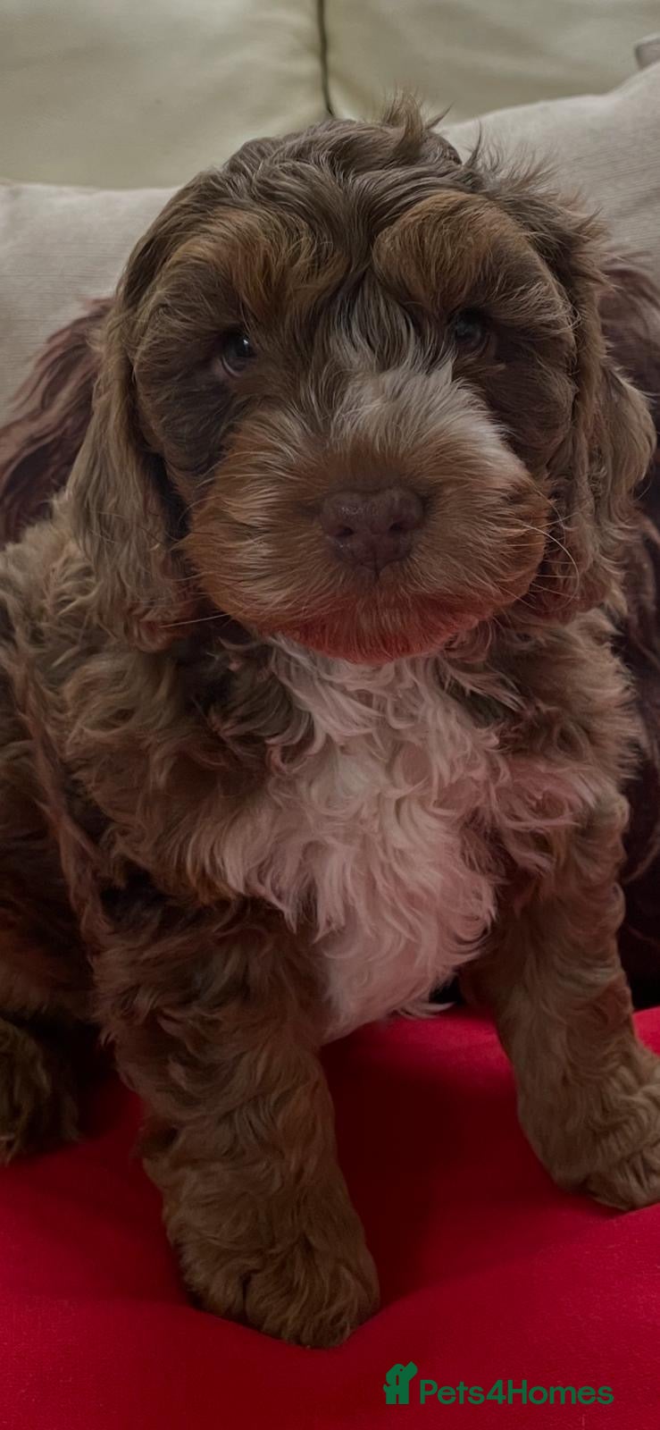 Cockapoo dogs Exceptional litter of show bred F1 Cockapoos  - Advert 2