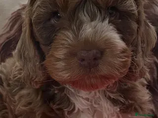 Cockapoo dogs Exceptional litter of show bred F1 Cockapoos - Advert 2