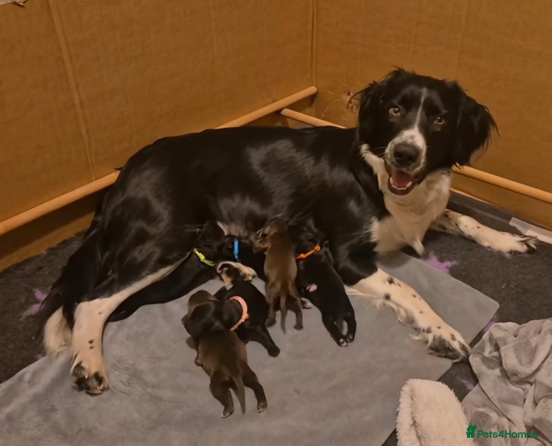 Mixed Breed dogs for sale: Gorgeous Sprockapoollies - Advert 1