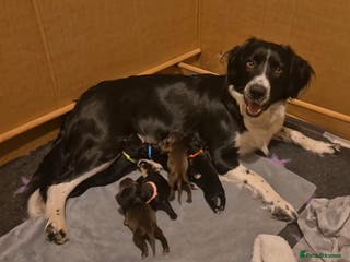 Mixed Breed dogs Gorgeous Sprockapoollies - Advert 8