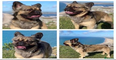 French Bulldog dogs Well bred French Bulldog Puppies  - Advert 3