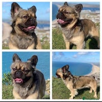 French Bulldog dogs Well bred French Bulldog Puppies - Advert 3