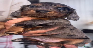 Dachshund dogs - Advert 3