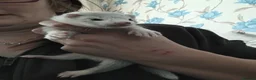 Ferret rodents for sale: Baby ferrets ***NOW RESERVED*** - Advert 5