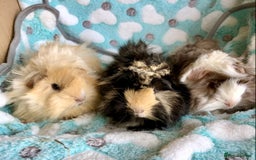 Guinea Pig rodents for sale: Beautiful Peruvian females (sows) - Image 2