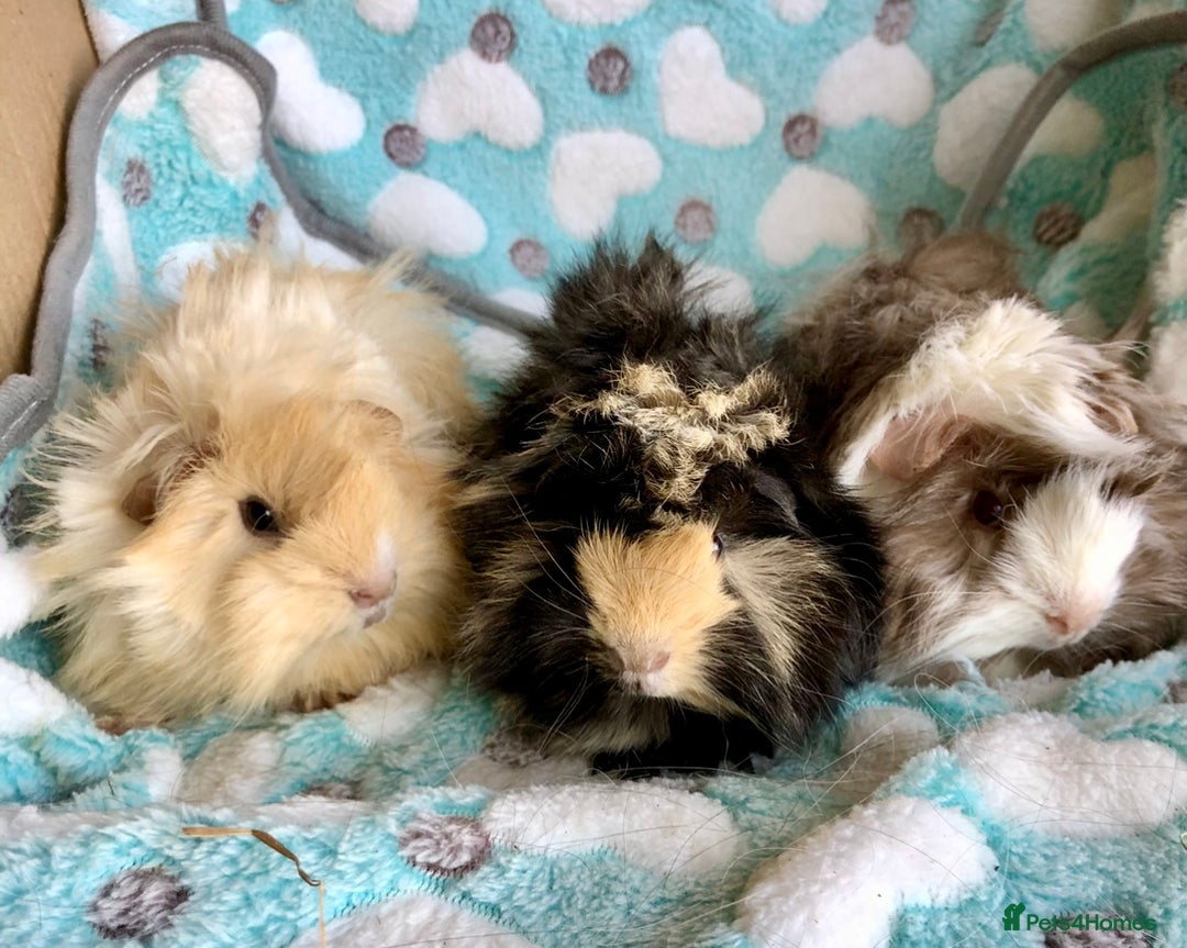 Guinea Pig rodents for sale: Beautiful Peruvian females (sows) - Image 2
