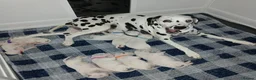 Dalmatian dogs for sale: Dalmatian puppies - Advert 1