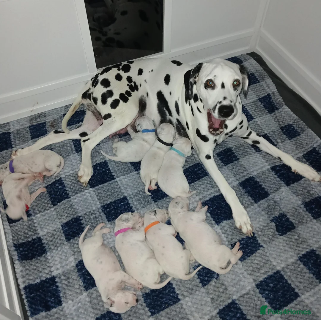 Dalmatian dogs for sale: Dalmatian puppies - Advert 1