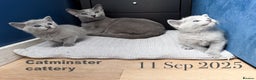 Russian Blue cats for sale: Exquisite Purebred Russian Blue Kittens 🐾 - Advert 8