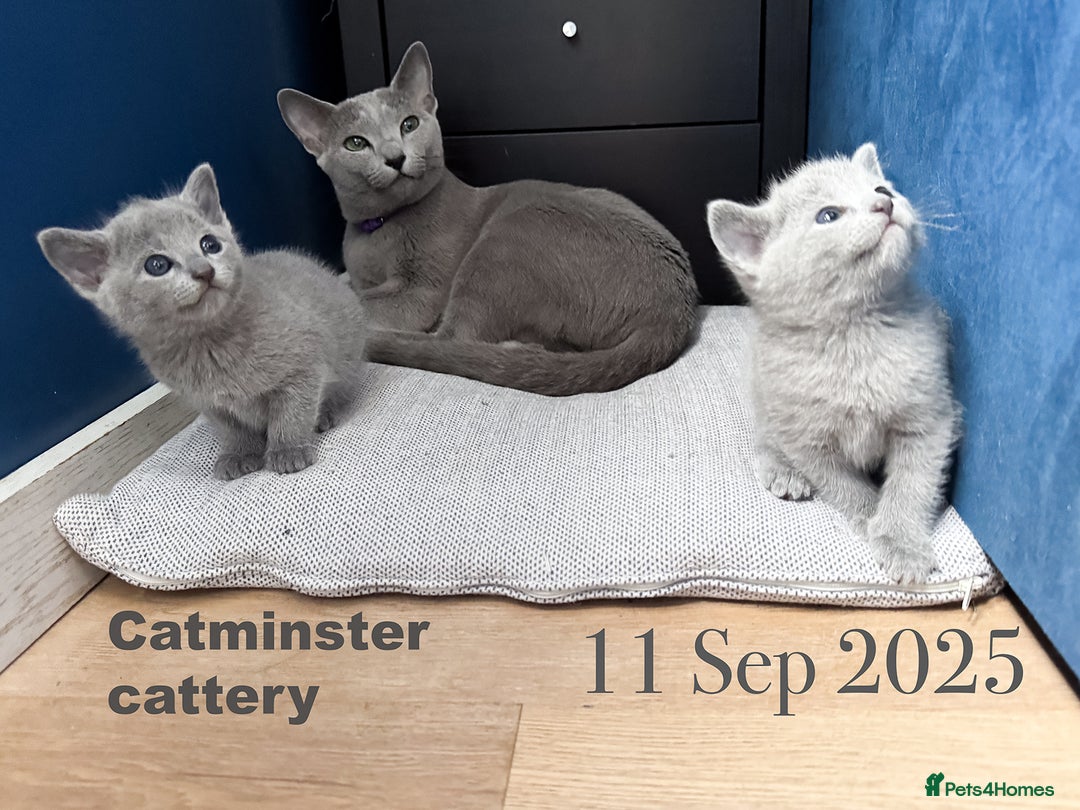 Russian Blue cats for sale: Exquisite Purebred Russian Blue Kittens 🐾 - Advert 8